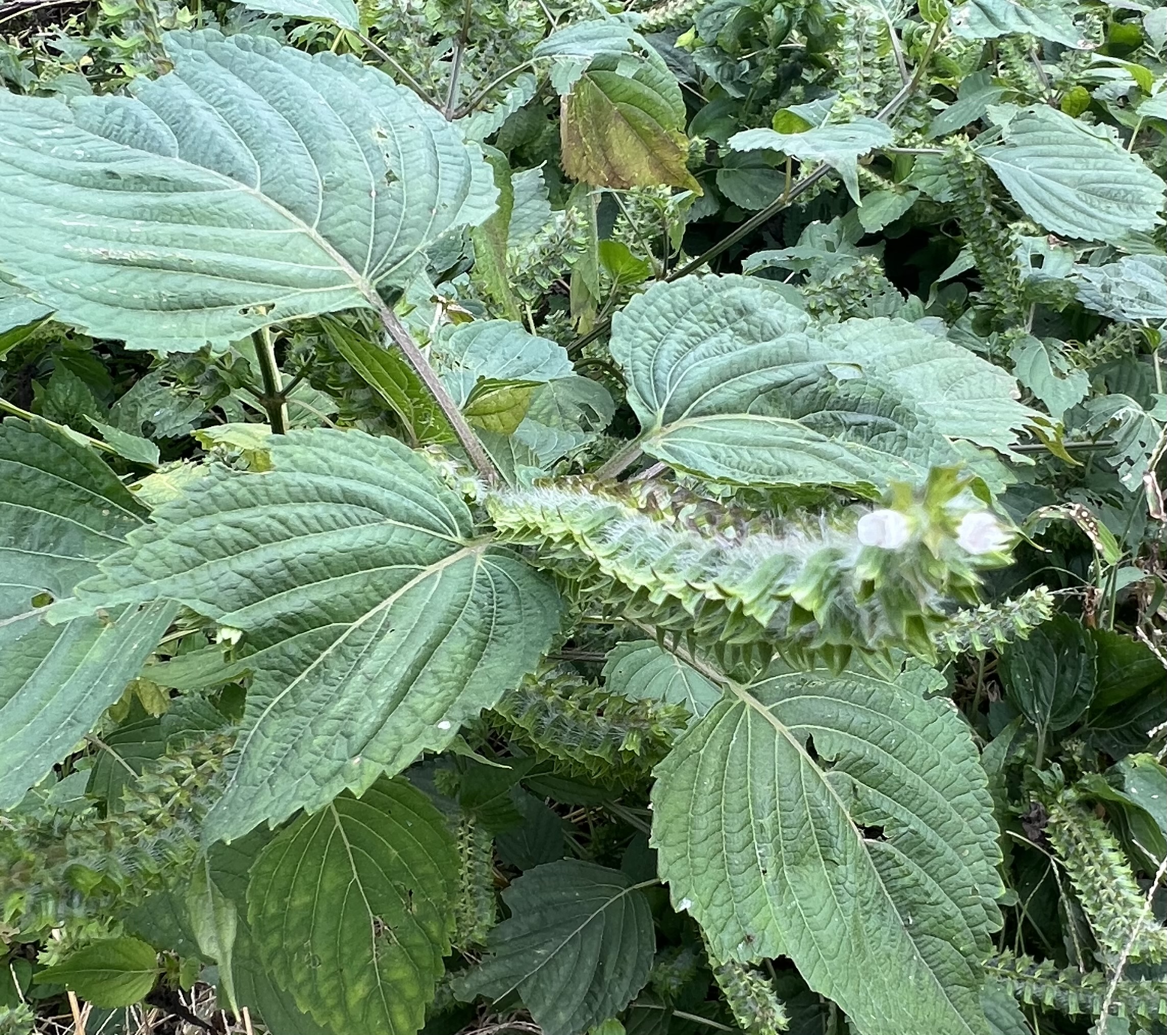 自然栽培エゴマ